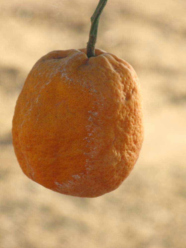            Fruit (Riverside, CA)   